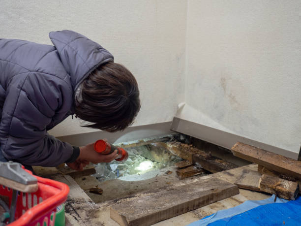 Best Attic Mold Removal  in Highlands, NJ