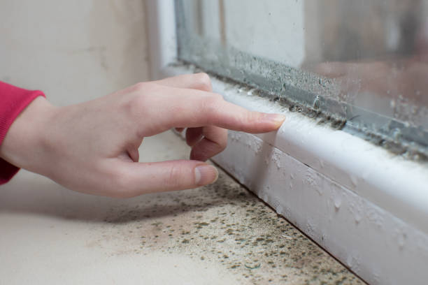 Best Post-Construction Mold Inspection  in Highlands, NJ